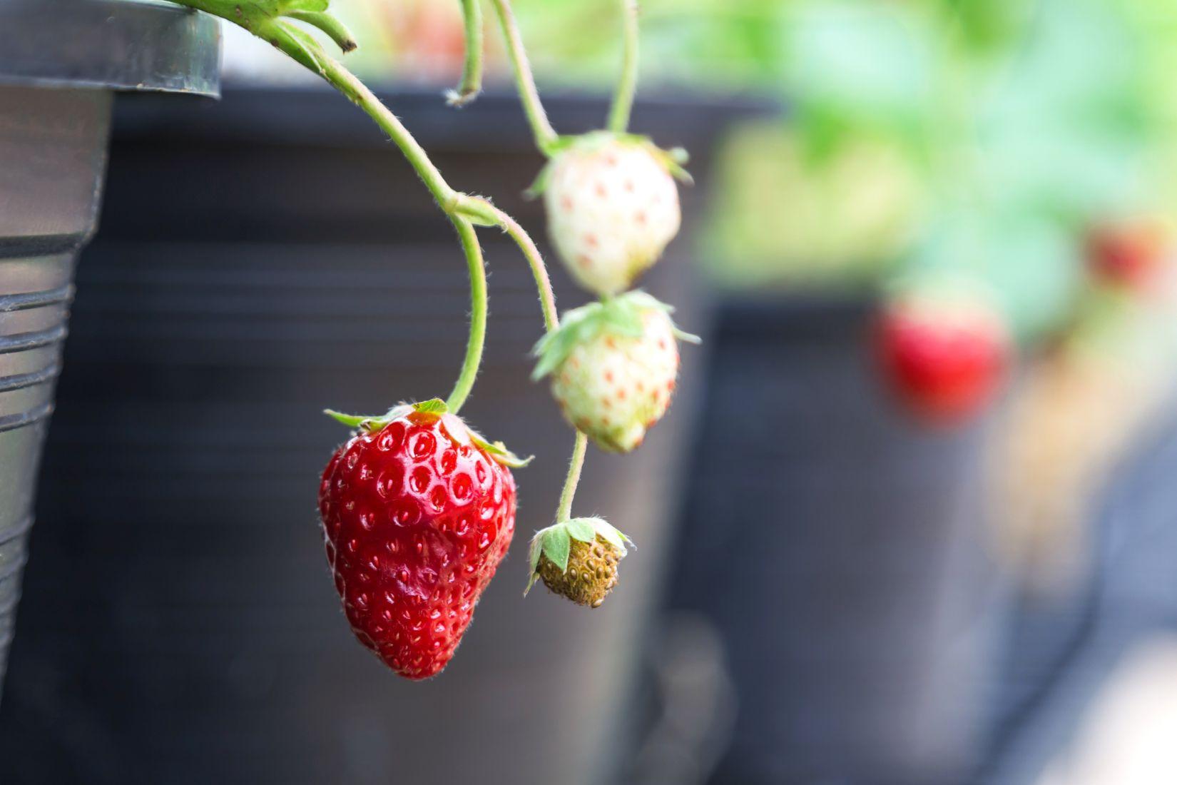Do Strawberries Grow On Trees? Evergreen Blooming