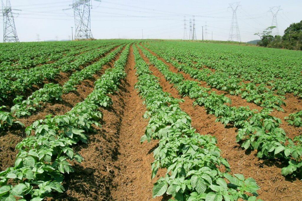 What Do Potato Plants Look Like? Evergreen Blooming