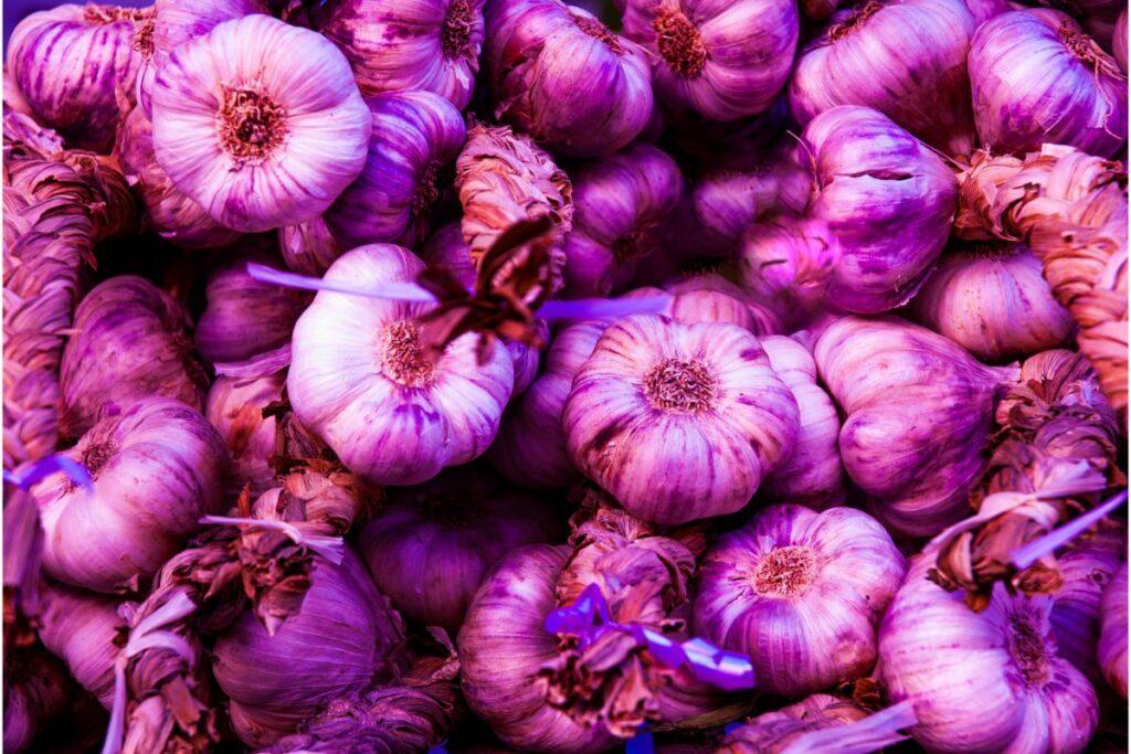Extraordinary Why Is My Garlic Purple Pictures