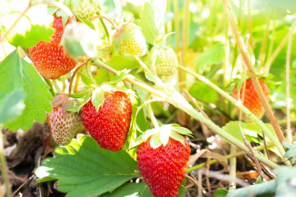 How Much Sunlight Do Strawberries Need? Evergreen Blooming