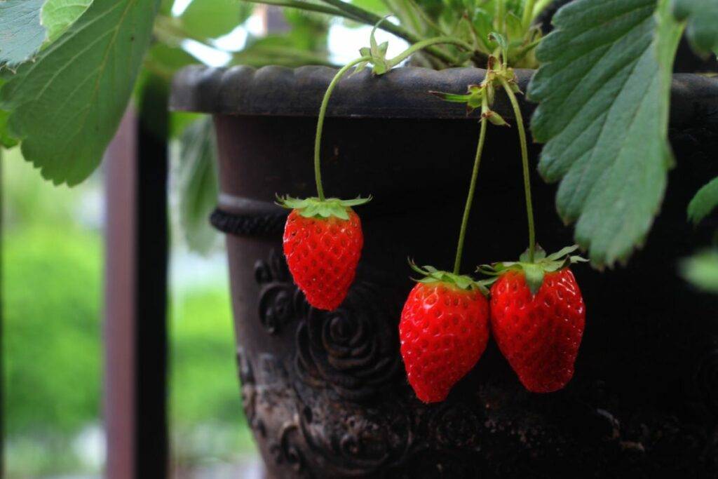 How Much Cold Can Strawberries Tolerate? Evergreen Blooming