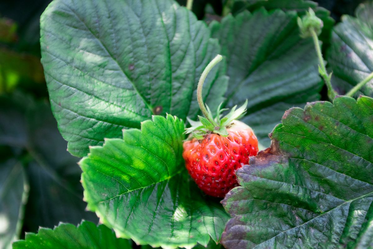 When To Plant Strawberries In Kentucky