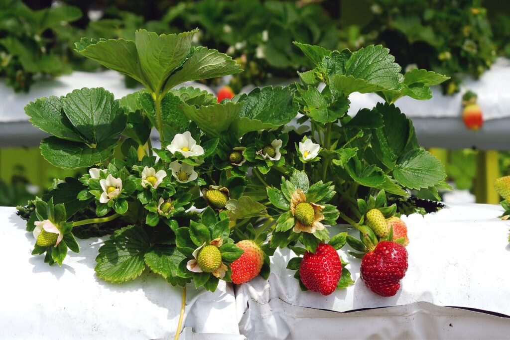 When To Plant Strawberries In Virginia