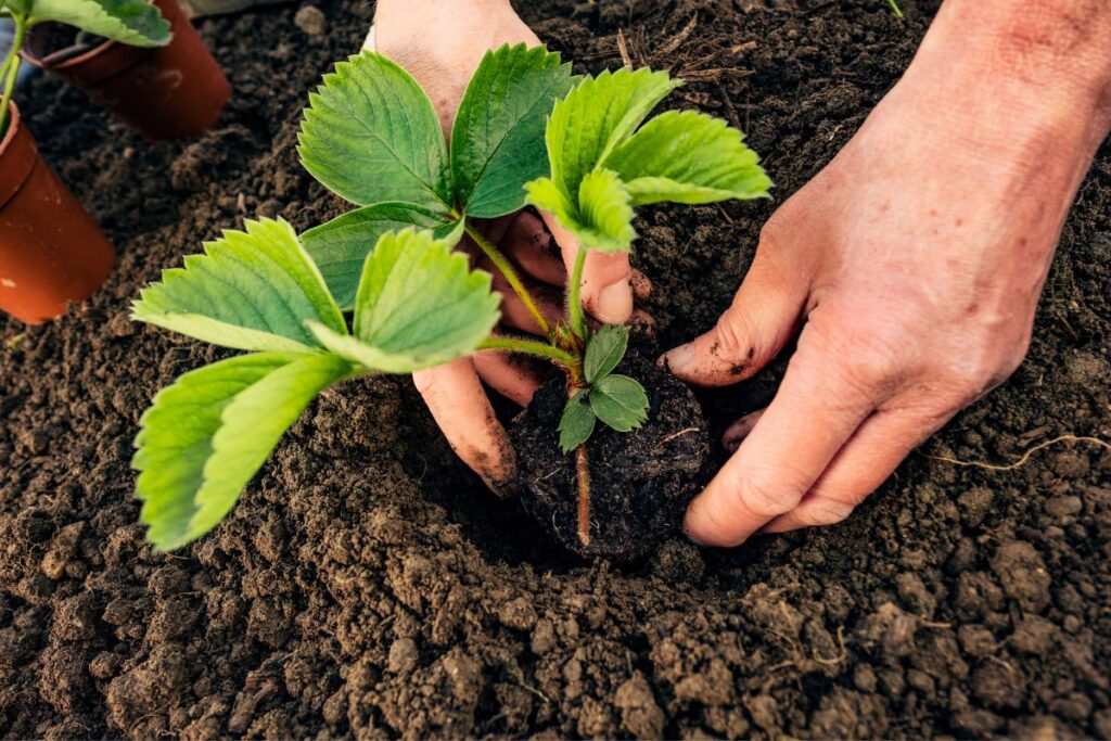 When To Plant Strawberries In Virginia