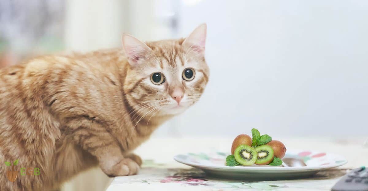 Can Cats Eat Kiwi Fruit? Is Kiwi Fruit Safe For Cats?