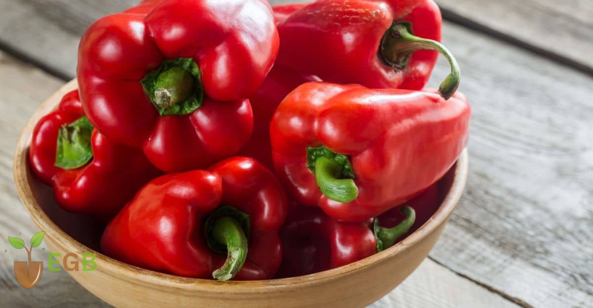Do Bell Peppers Need To Be Refrigerated? Find Out Here! Evergreen Blooming