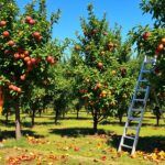 7 Essential Tips for Pruning Fruit Trees