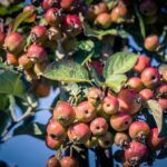 Can You Eat Crab Apples? A Guide to Wild Apple Safety