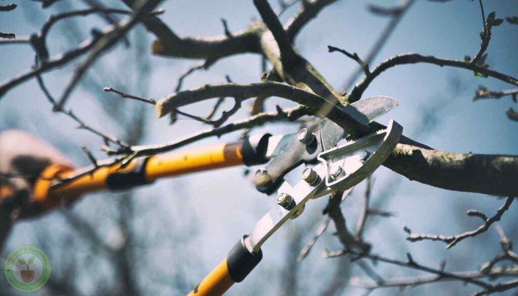 How To Prune A Pear Tree Like A Pro: A Step-by-Step Guide
