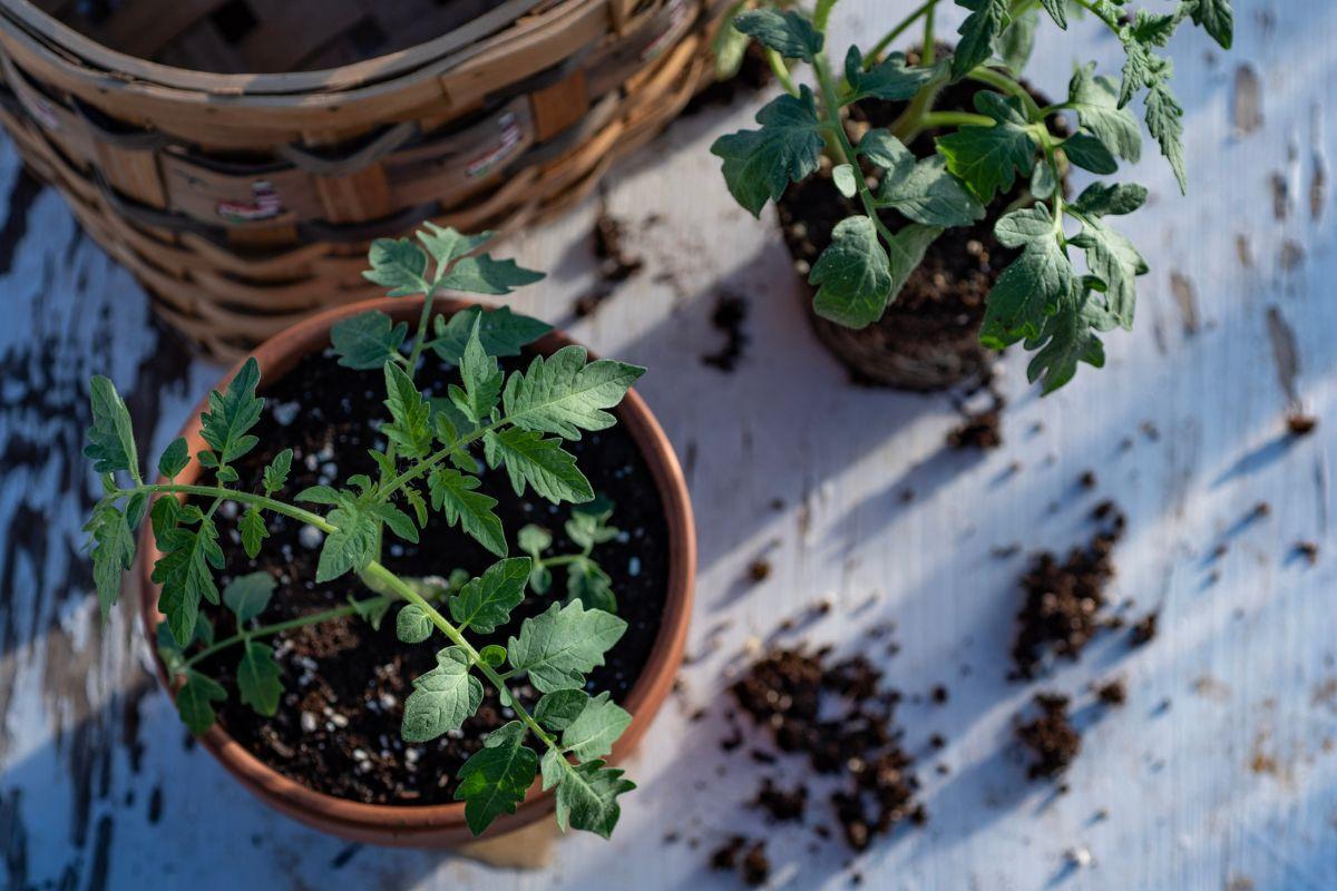 Are Tomatoes Perennials?
