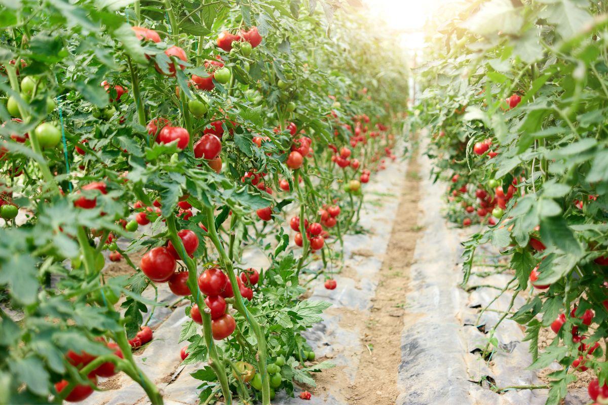 Are Tomatoes Perennials?