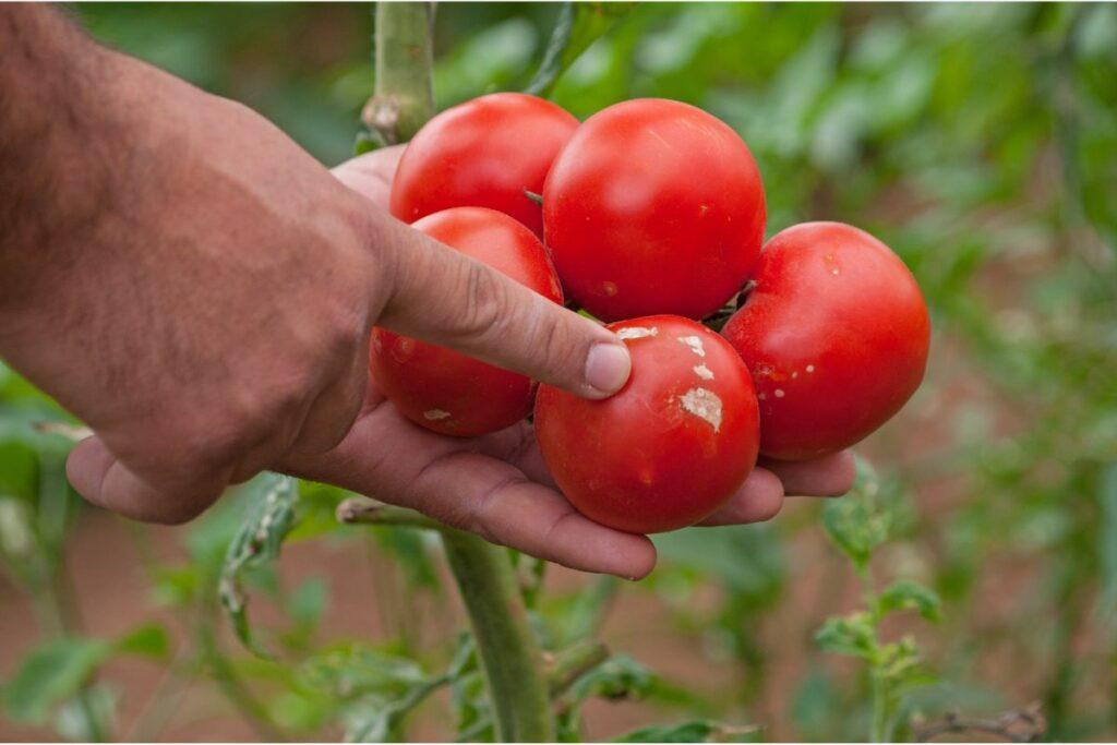 Can You Eat Tomatoes With Blight? Evergreen Blooming