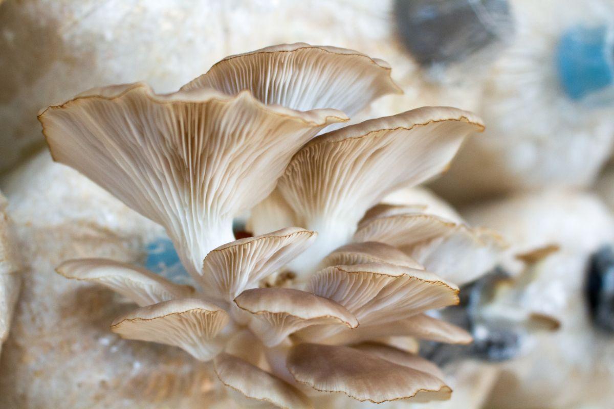 Does It Require A Lot Of Effort To Grow Mushrooms? 