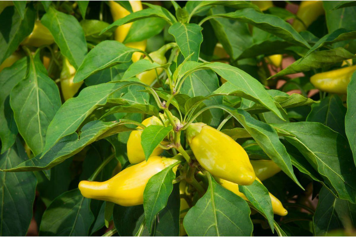 Growing Banana Peppers