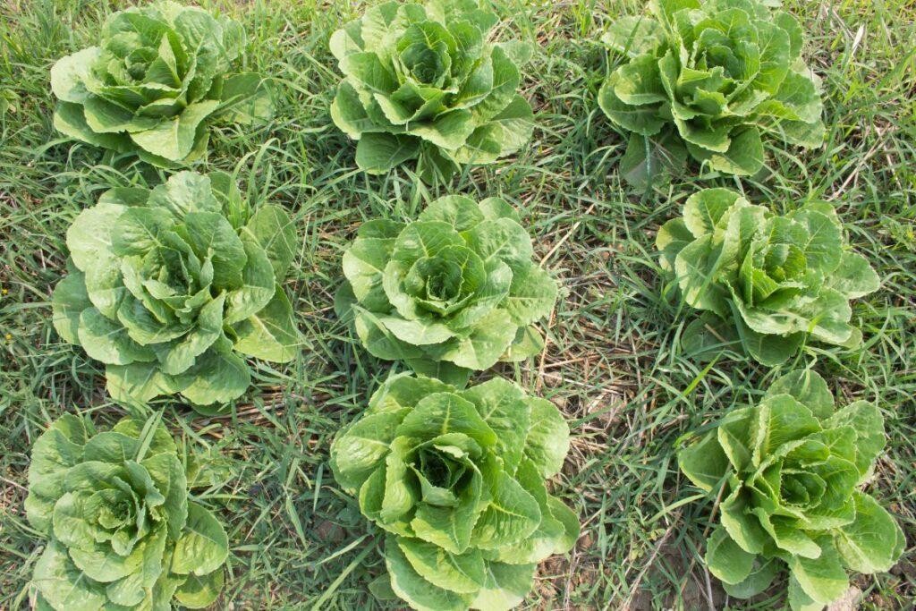How To Harvest Romaine Lettuce - Evergreen Blooming
