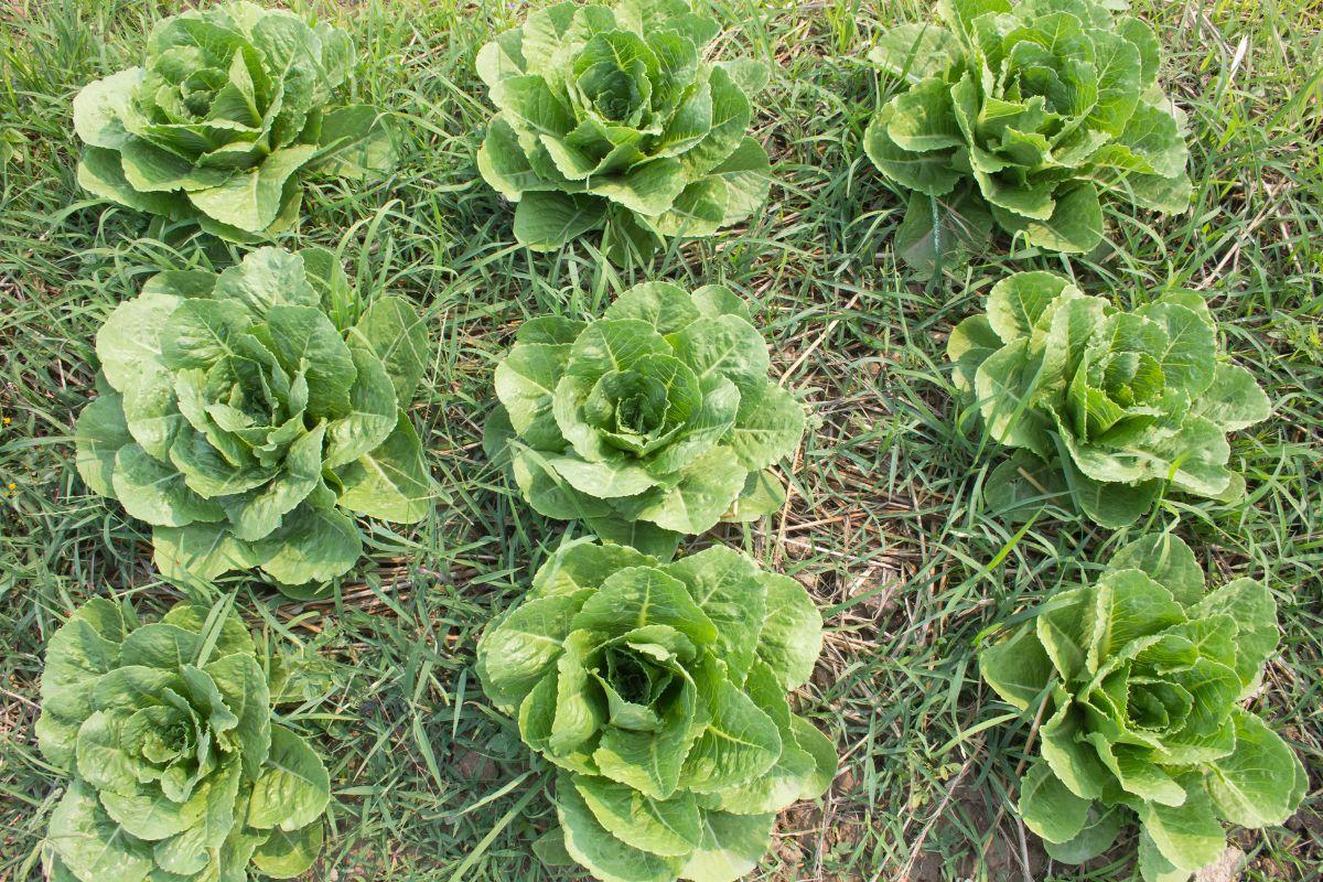 How To Harvest Romaine Lettuce Evergreen Blooming