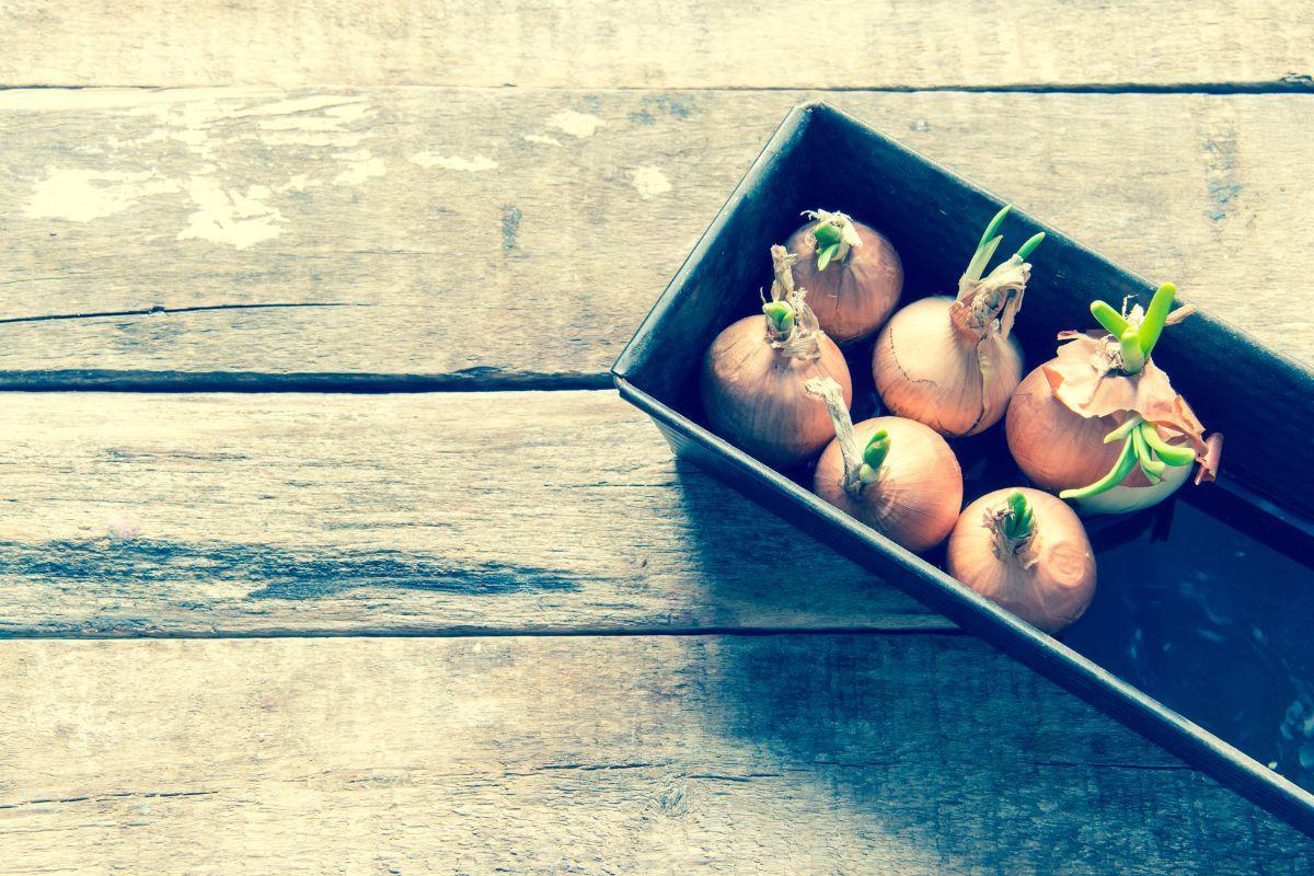 How To Grow Onions In Pots Evergreen Blooming