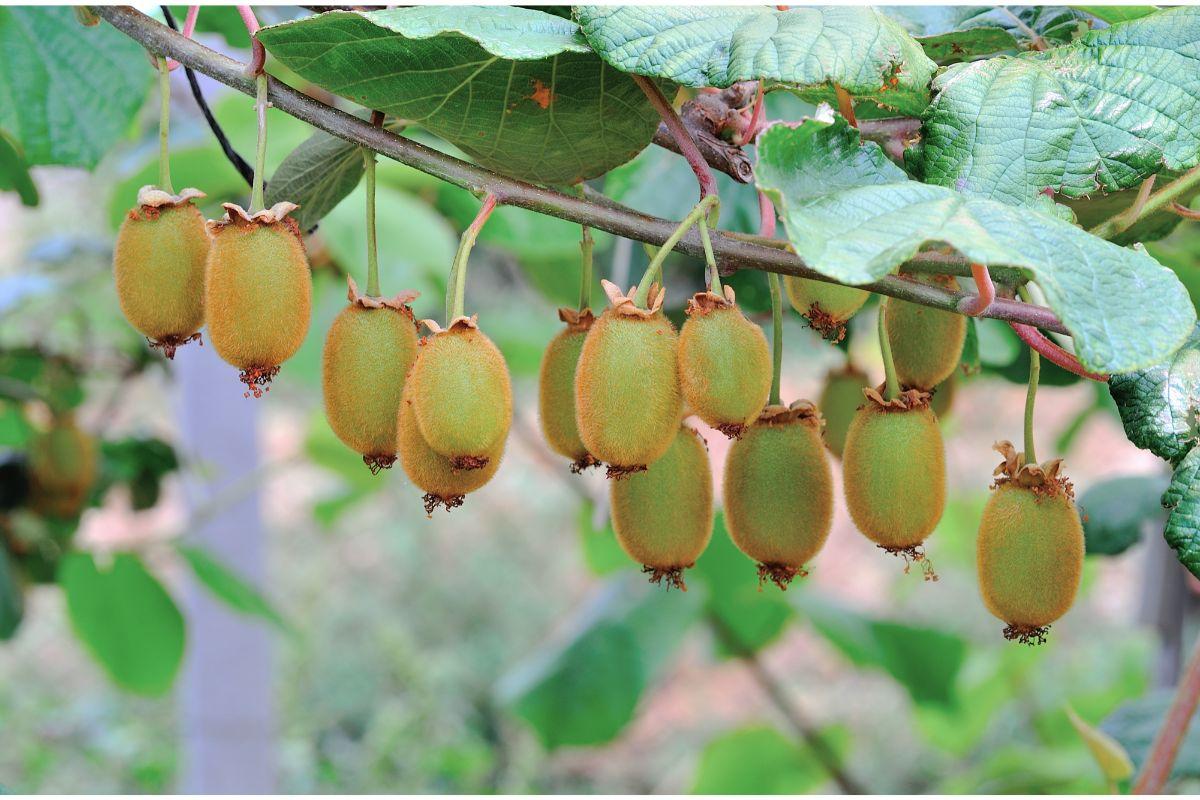 How Are Kiwis Accurately Harvested? 