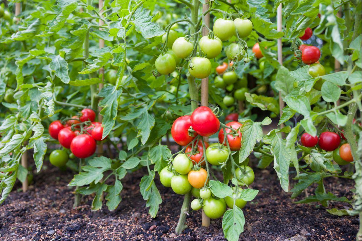 How Deep Do Tomato Roots Grow?
