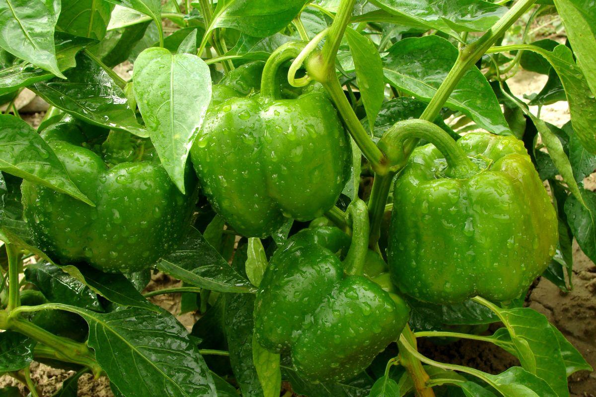 How Many Bell Peppers Per Plant? Evergreen Blooming