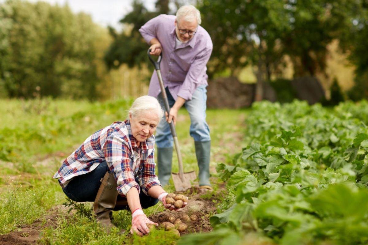 How Many Potatoes Per Plant?