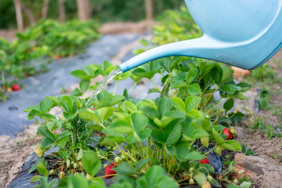 How Often To Water Strawberries Evergreen Blooming