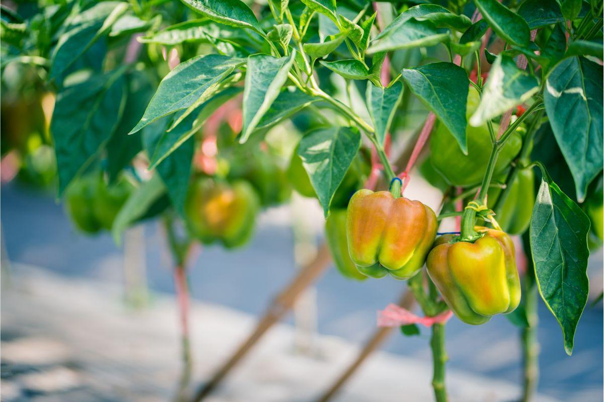 How To Get The Most Bell Peppers From Your Plant