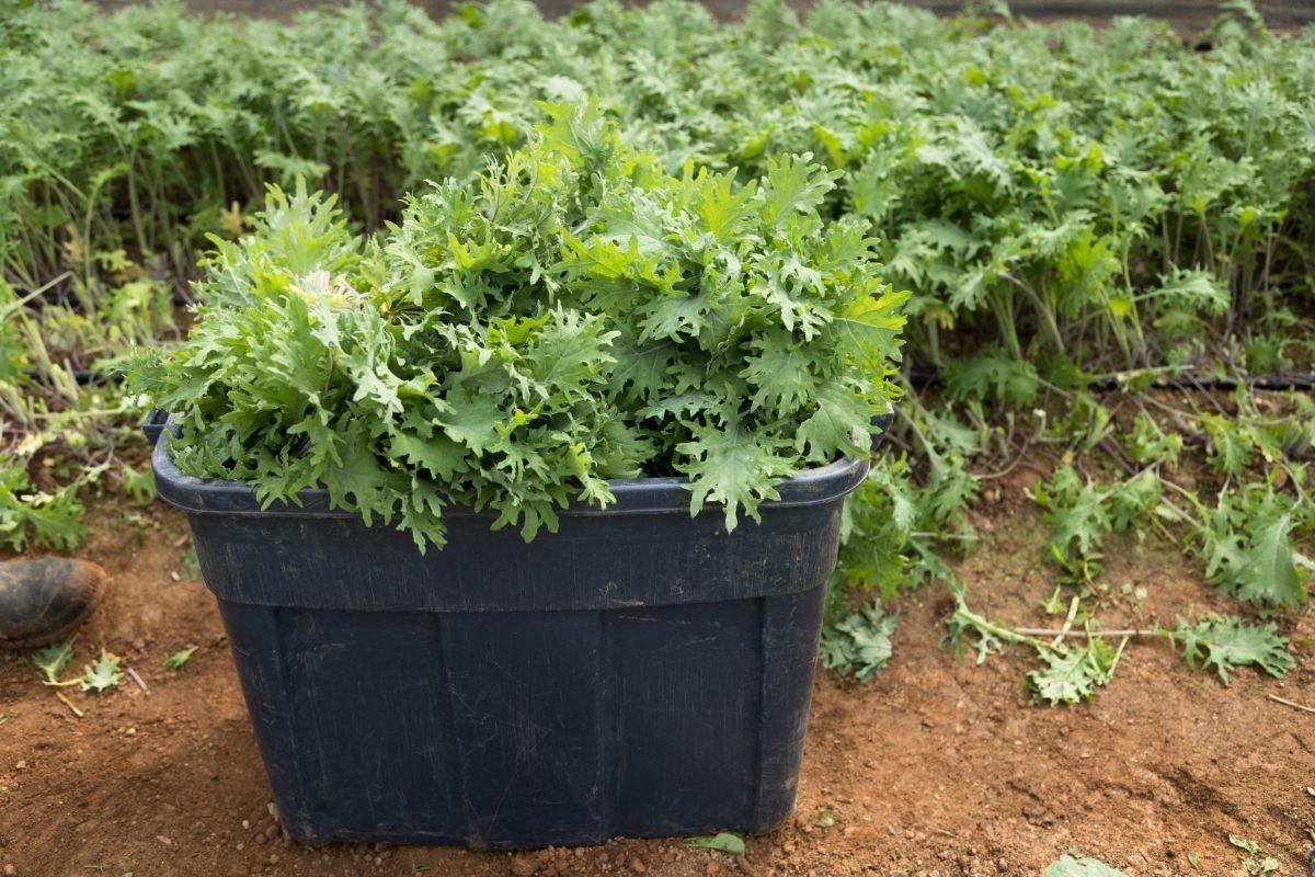 How To Harvest Arugula