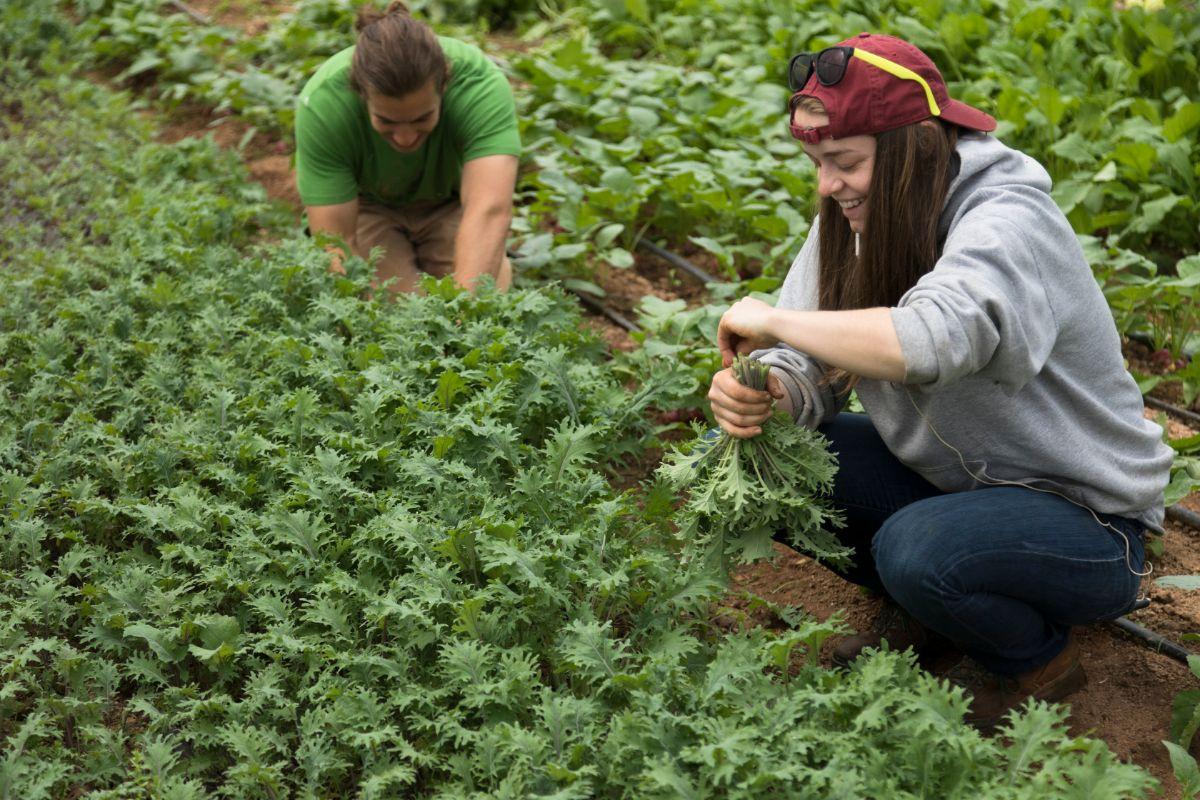 How To Harvest Arugula Evergreen Blooming