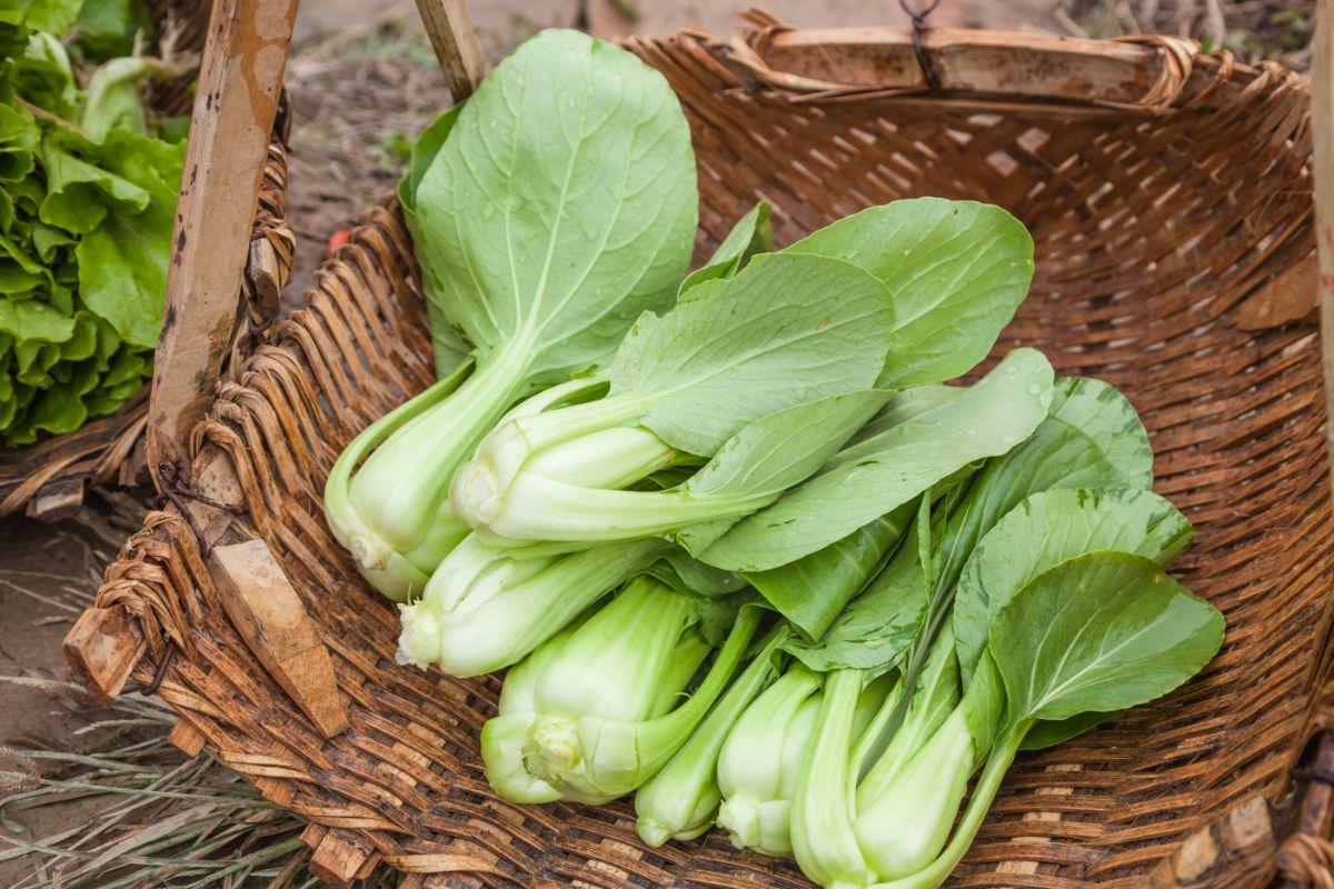 How To Harvest Bok Choy