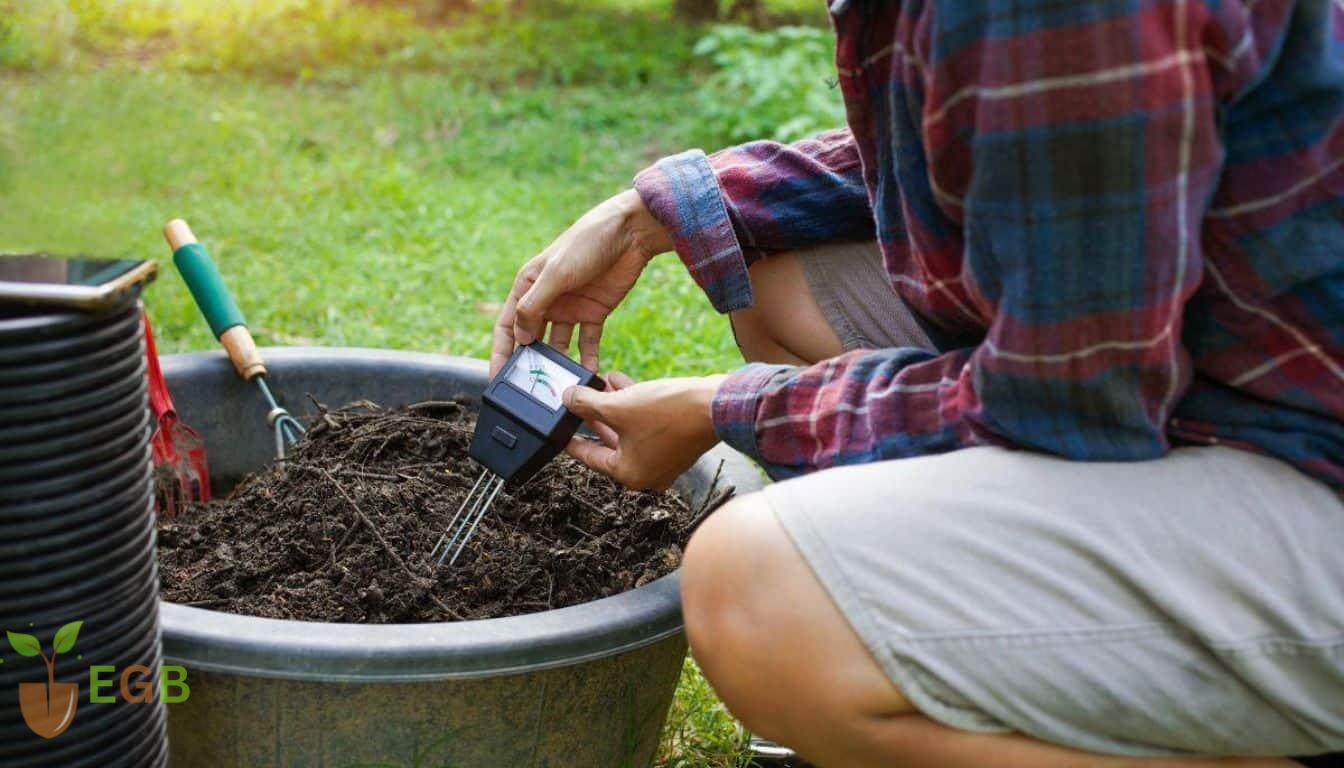 How To Make Soil Acidic For Blueberries - Gardner testing the soil for acidity with a soil monitor