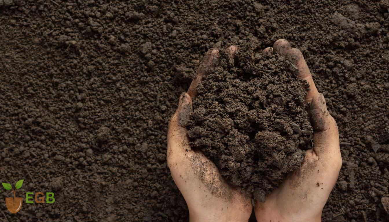 How To Make Soil Acidic For Blueberries Before Planting