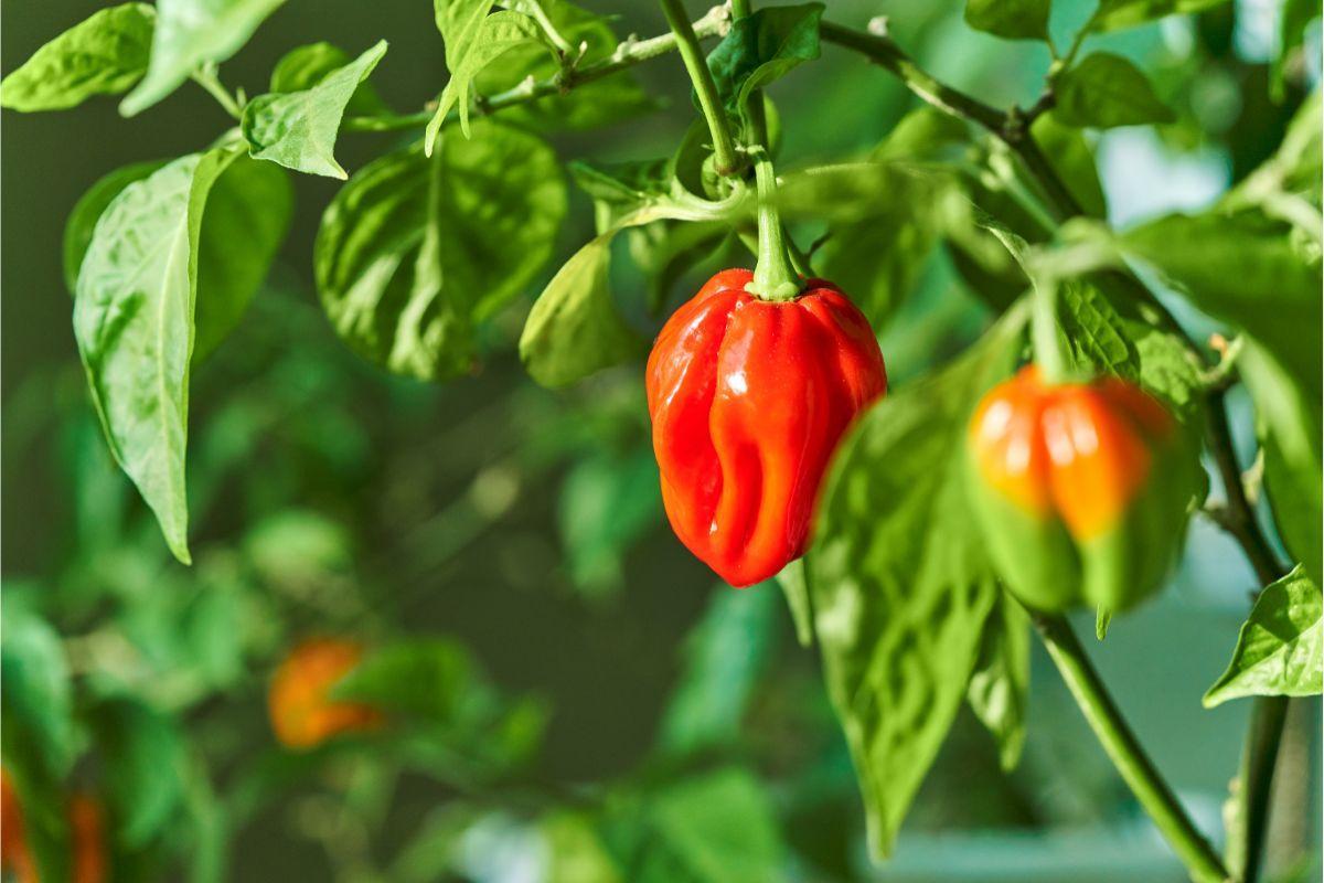 How To Pick Habaneros