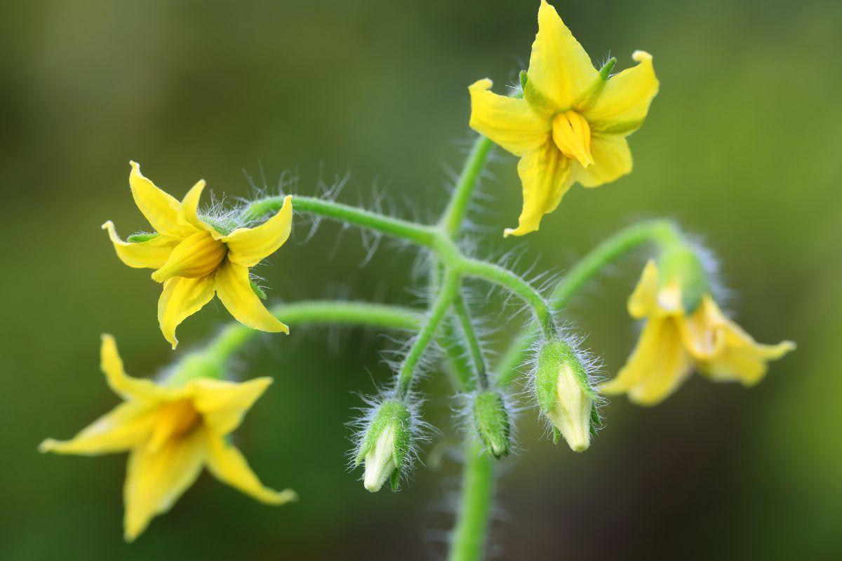 How To Pollinate Tomatoes