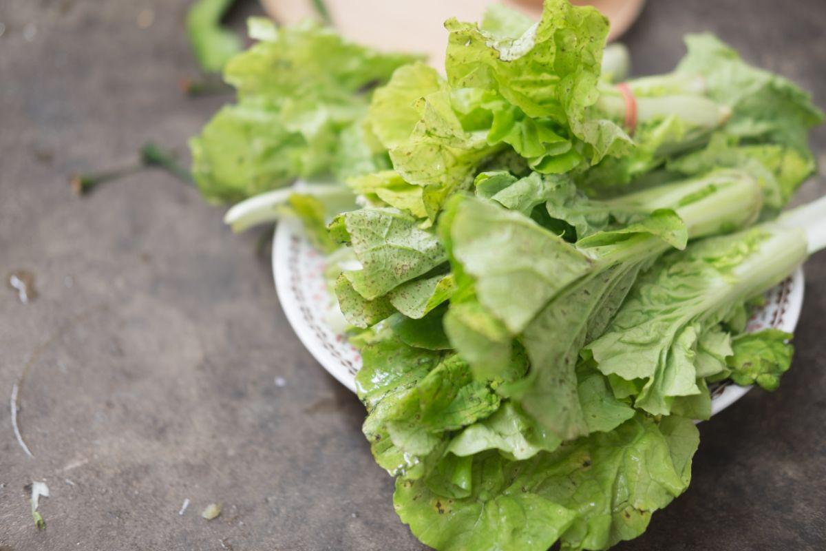 How To Tell If Lettuce Is Bad