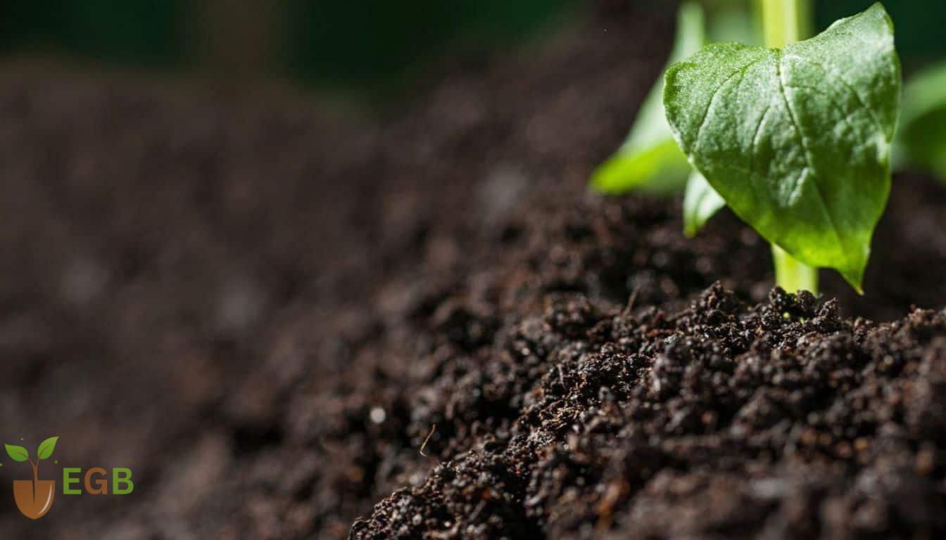 Methods for acidifying soil for blueberries