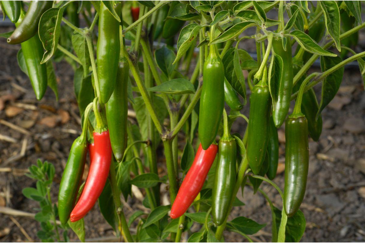 Picking Serrano Peppers