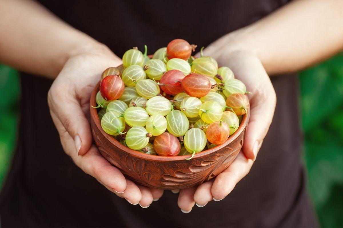 What Do Gooseberries Taste Like?