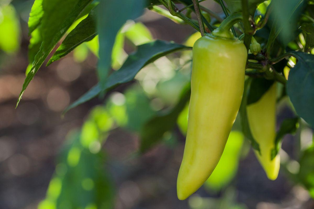 When Is A Banana Pepper Ripe?