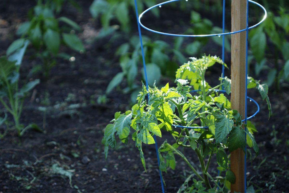 When To Cover Tomato Plants At Night?
