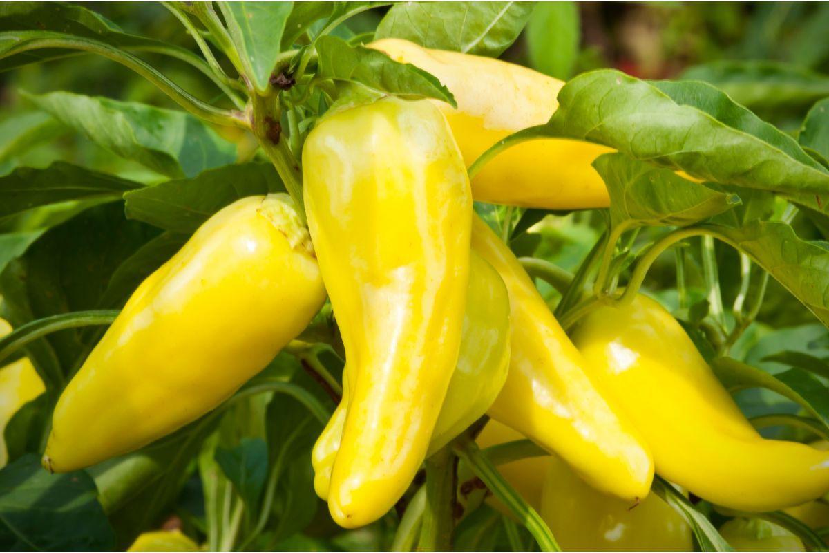 When To Harvest Banana Peppers