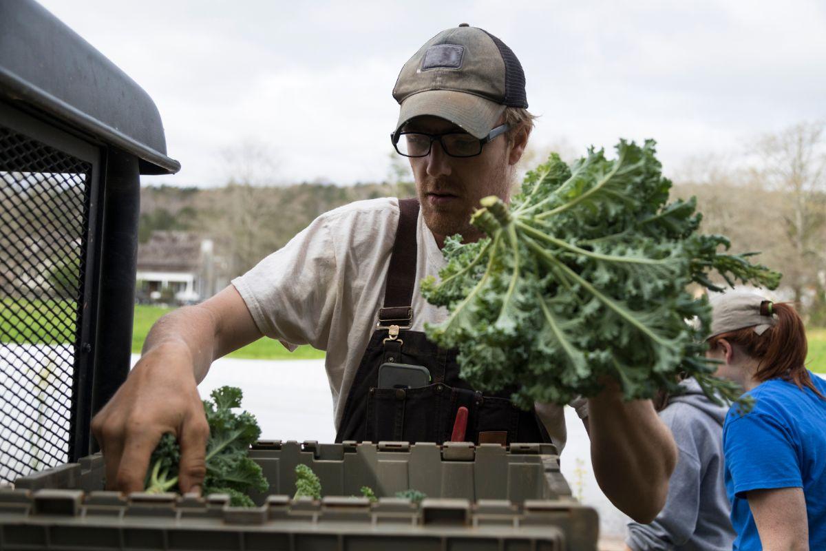 When To Harvest Kale Evergreen Blooming