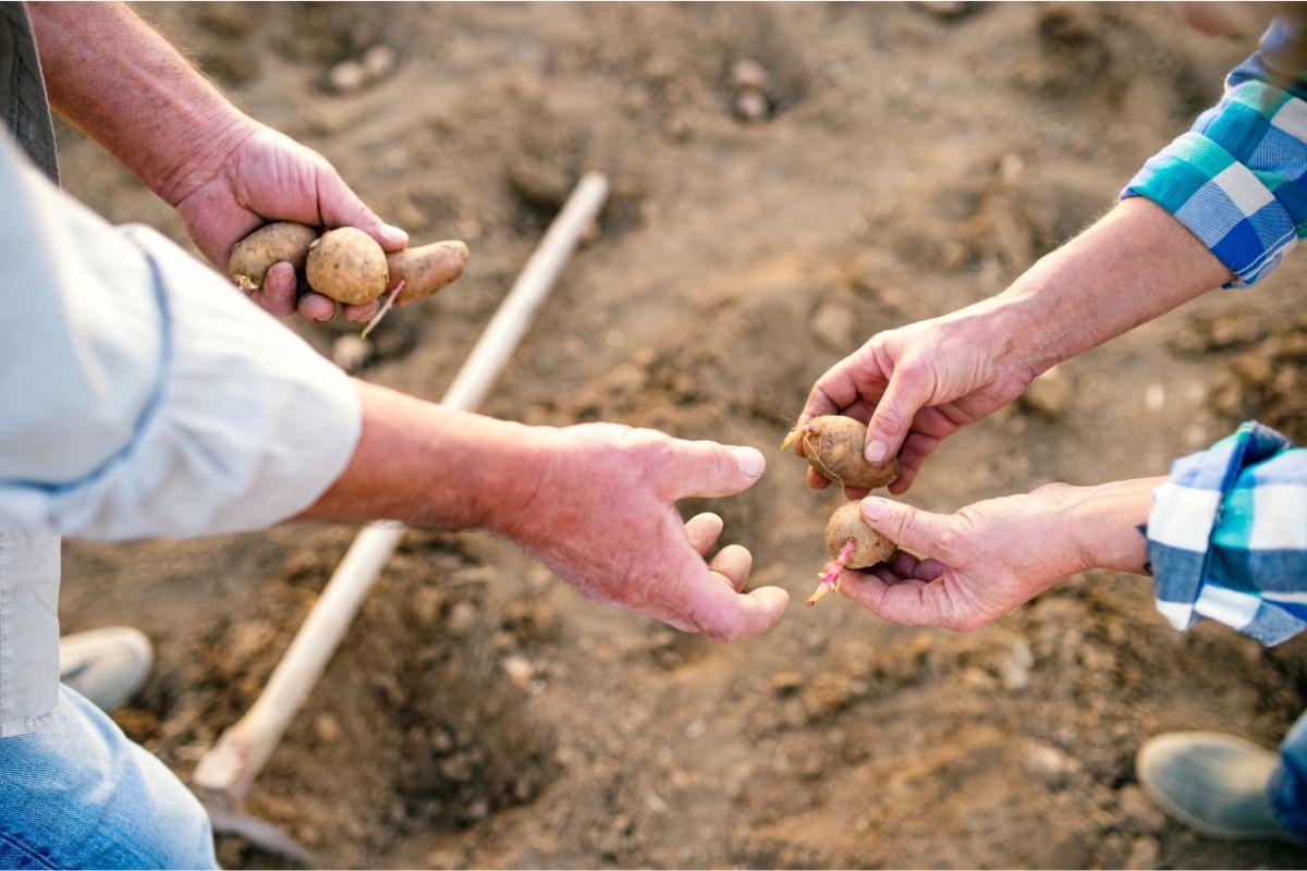 When To Plant Potatoes In Texas?