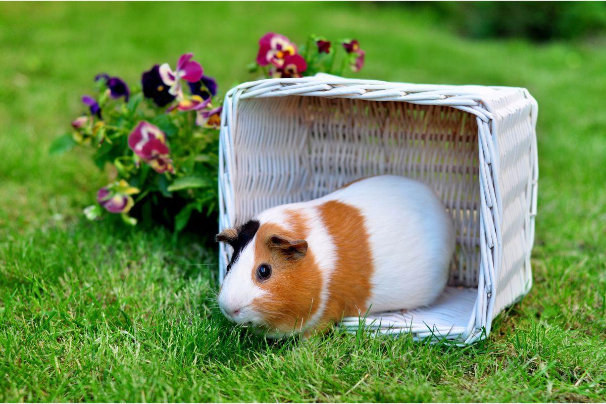 Guinea Pigs