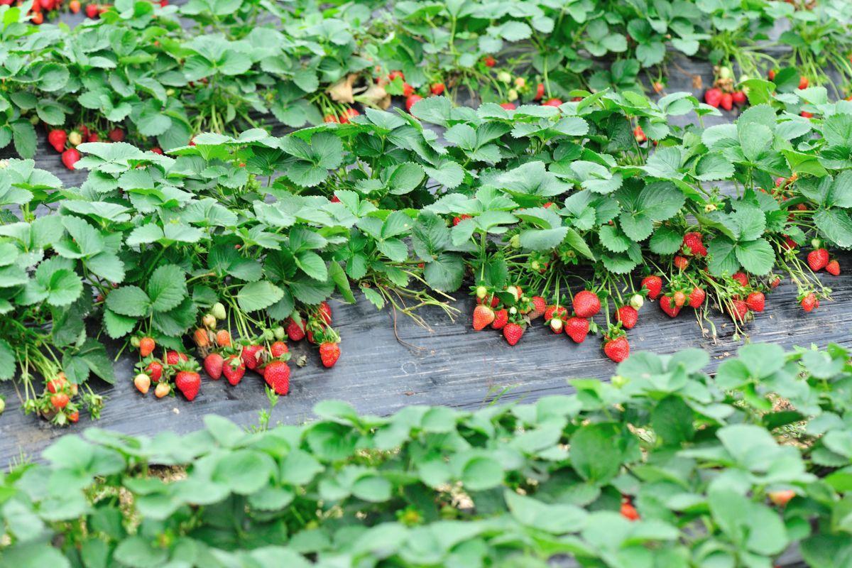 How Many Strawberries Per Plant?