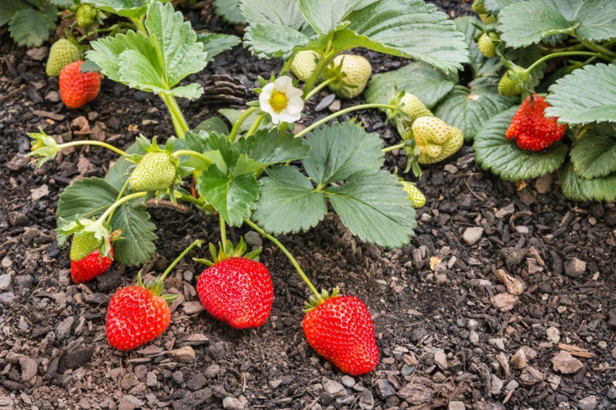 How Many Strawberries Per Plant?