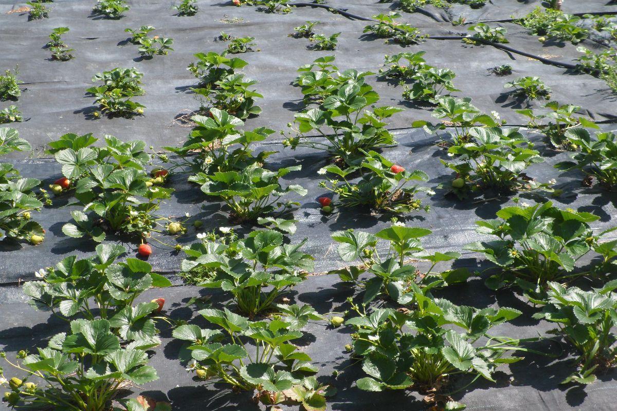 How Much Sunlight Do Strawberries Need?