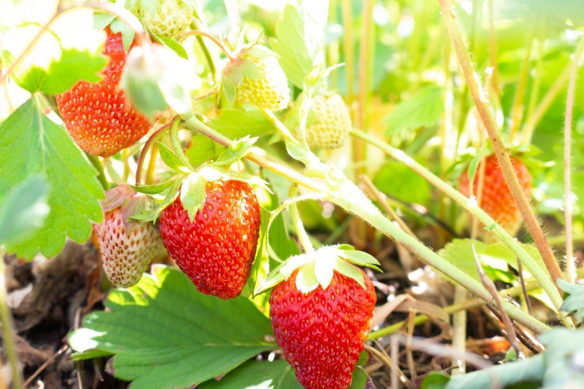 How Much Sunlight Do Strawberries Need?