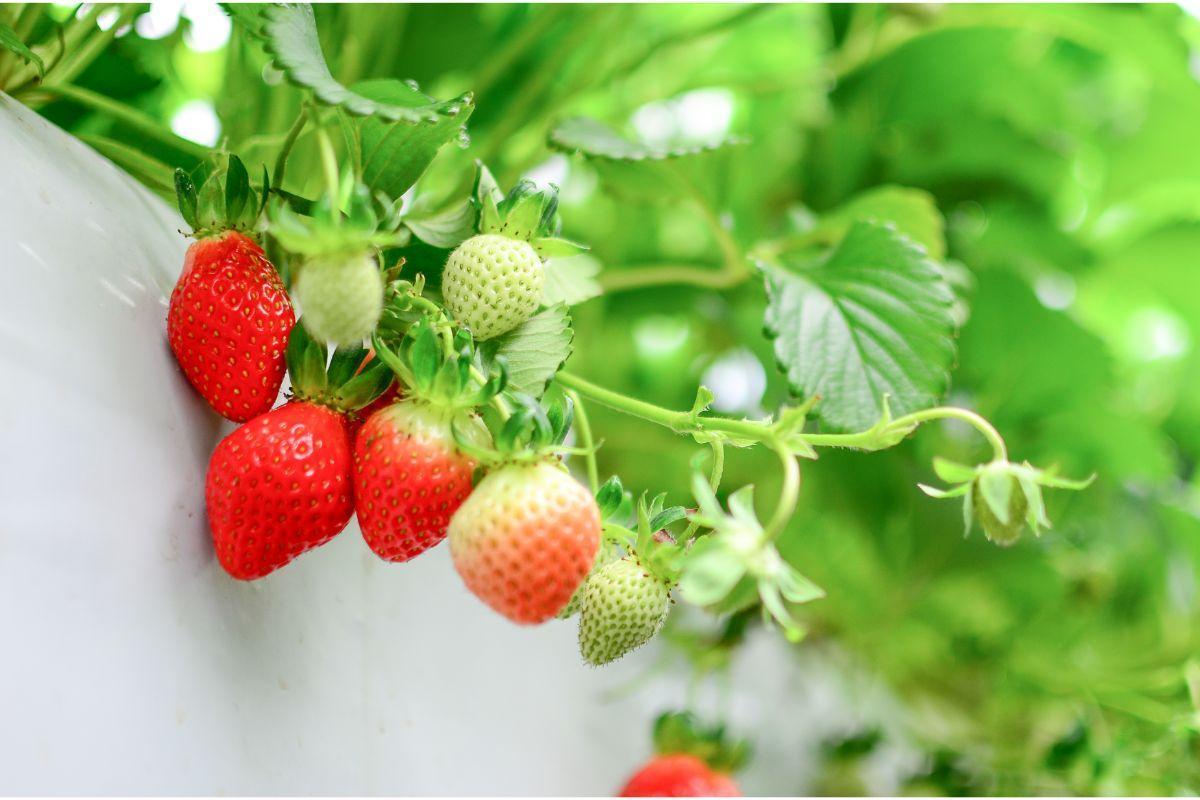 How To Protect Strawberries From Animals