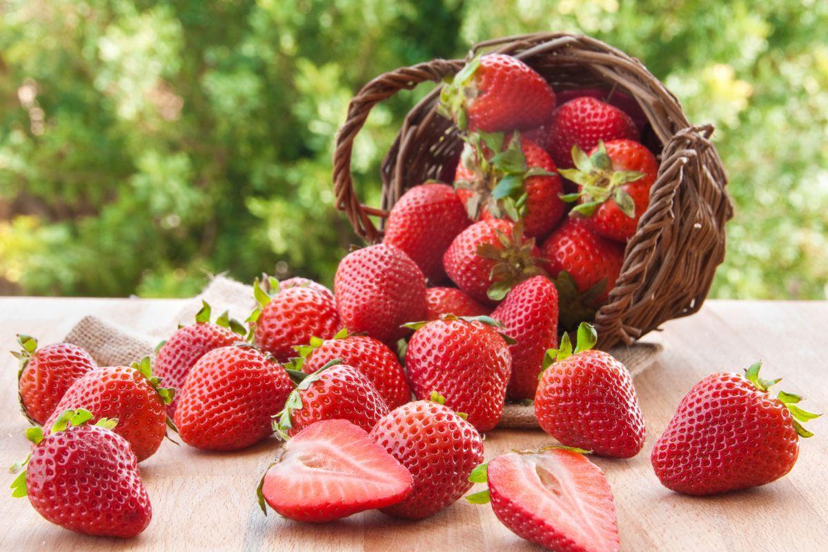 How To Ripen Strawberries Evergreen Blooming